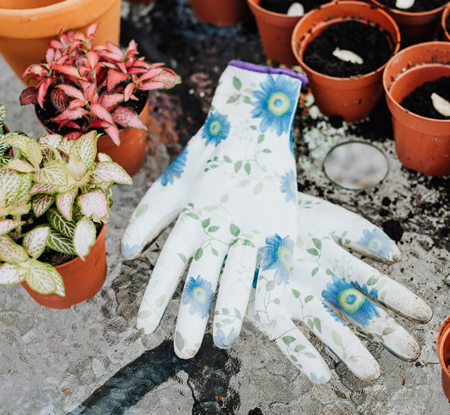 Seeds in brown plastic pots, gardening gloves