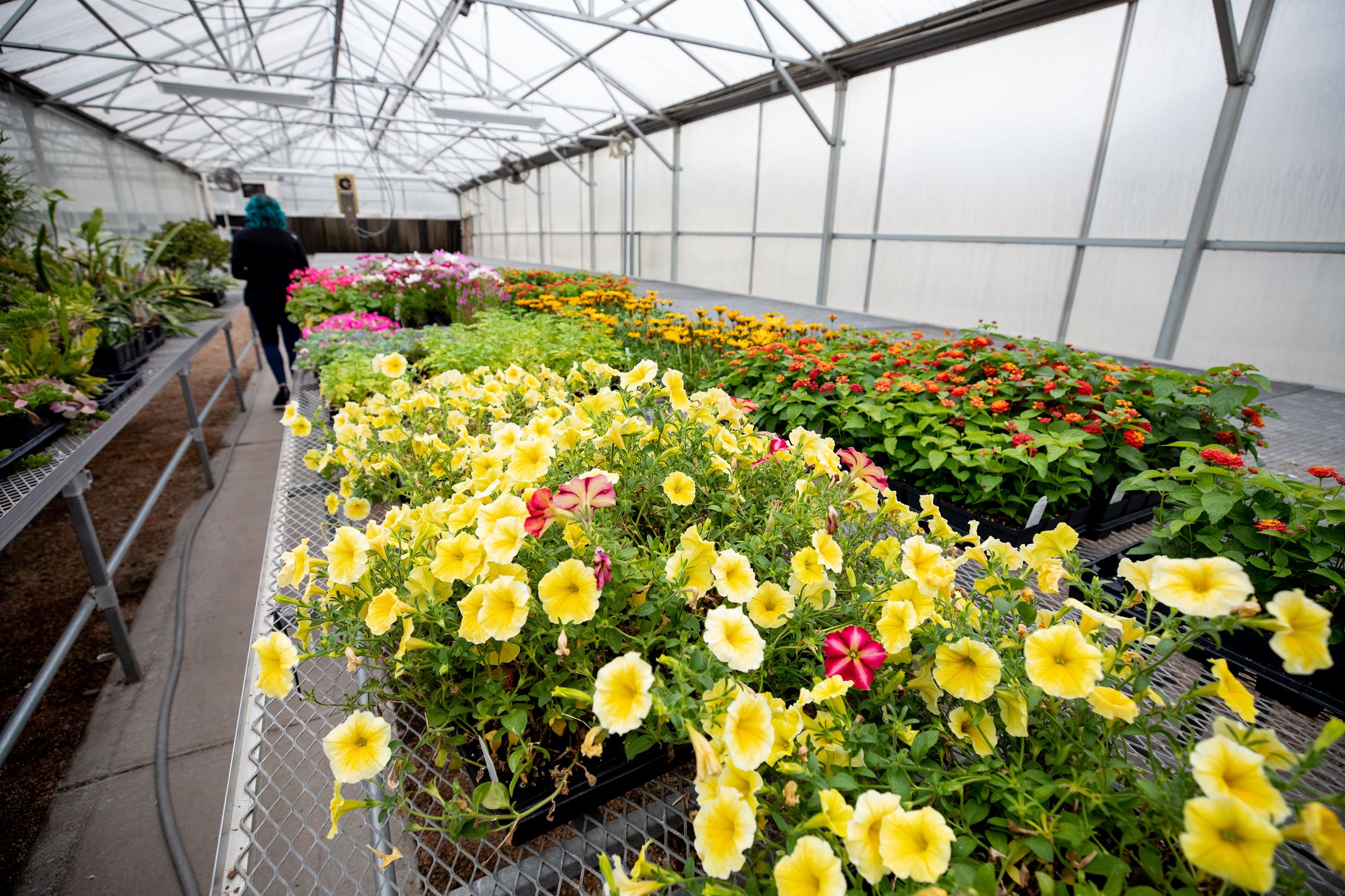 Greenhouse June 2023_CCE-15