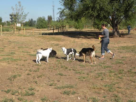 Little Dry Creek Dog Park 12